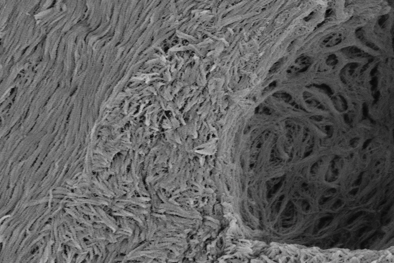 Nanoscale cell coating 